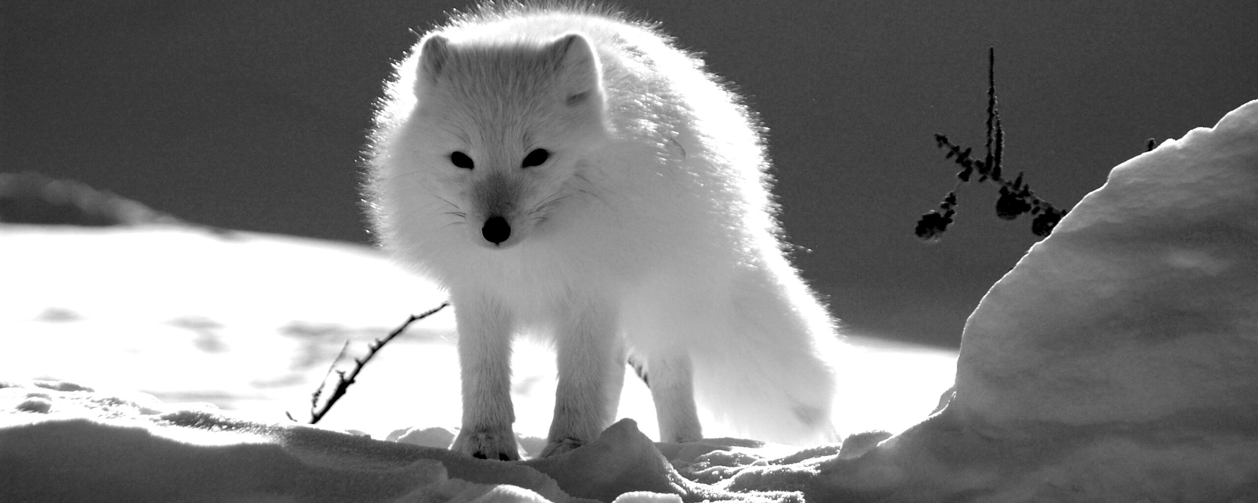 Белый песец обои