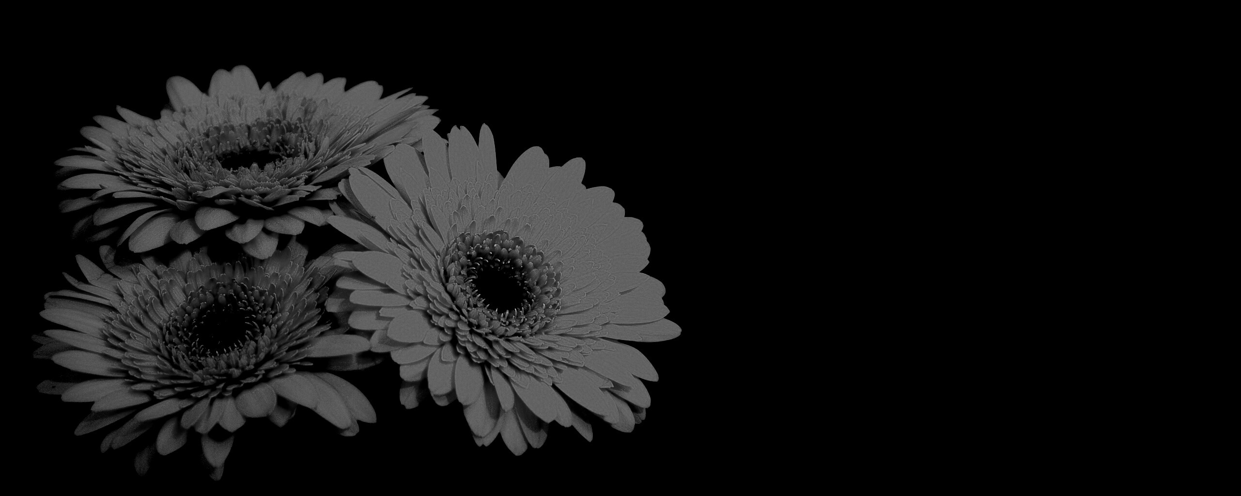 Красные герберы обои