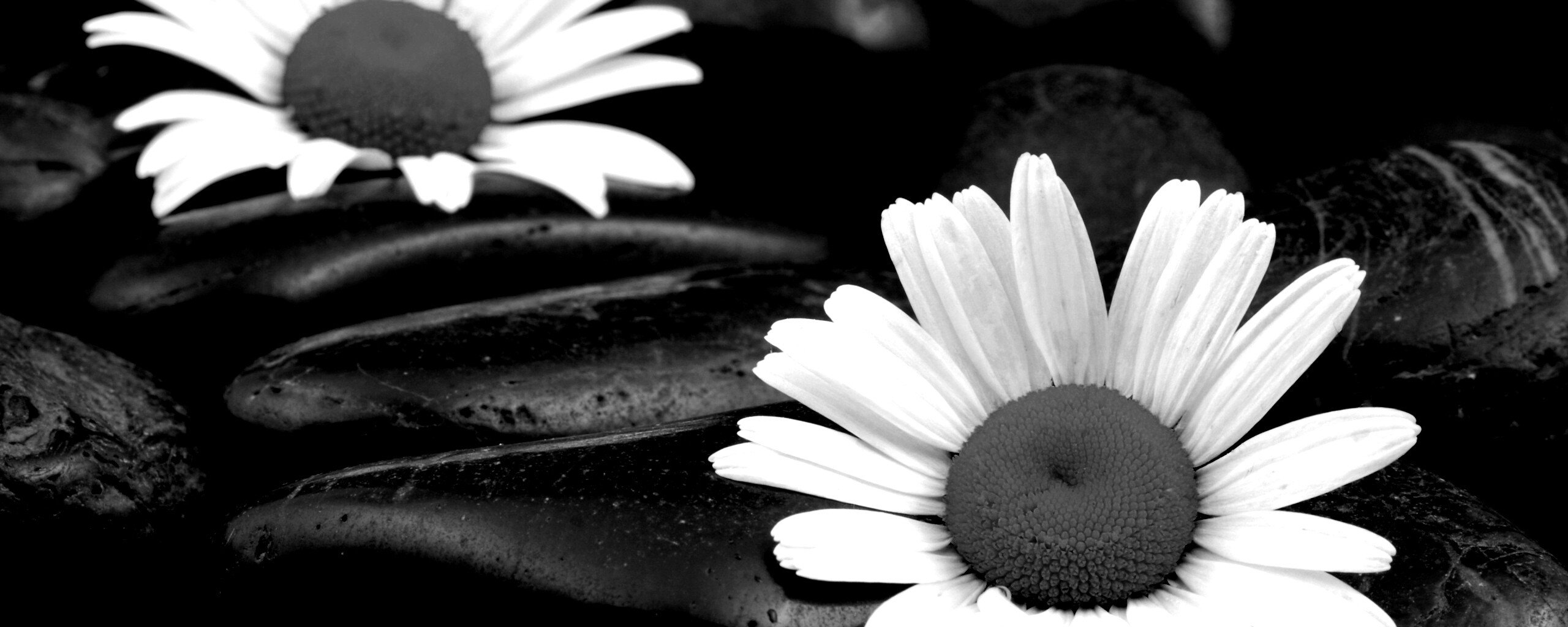 Ромашка среди гальки обои