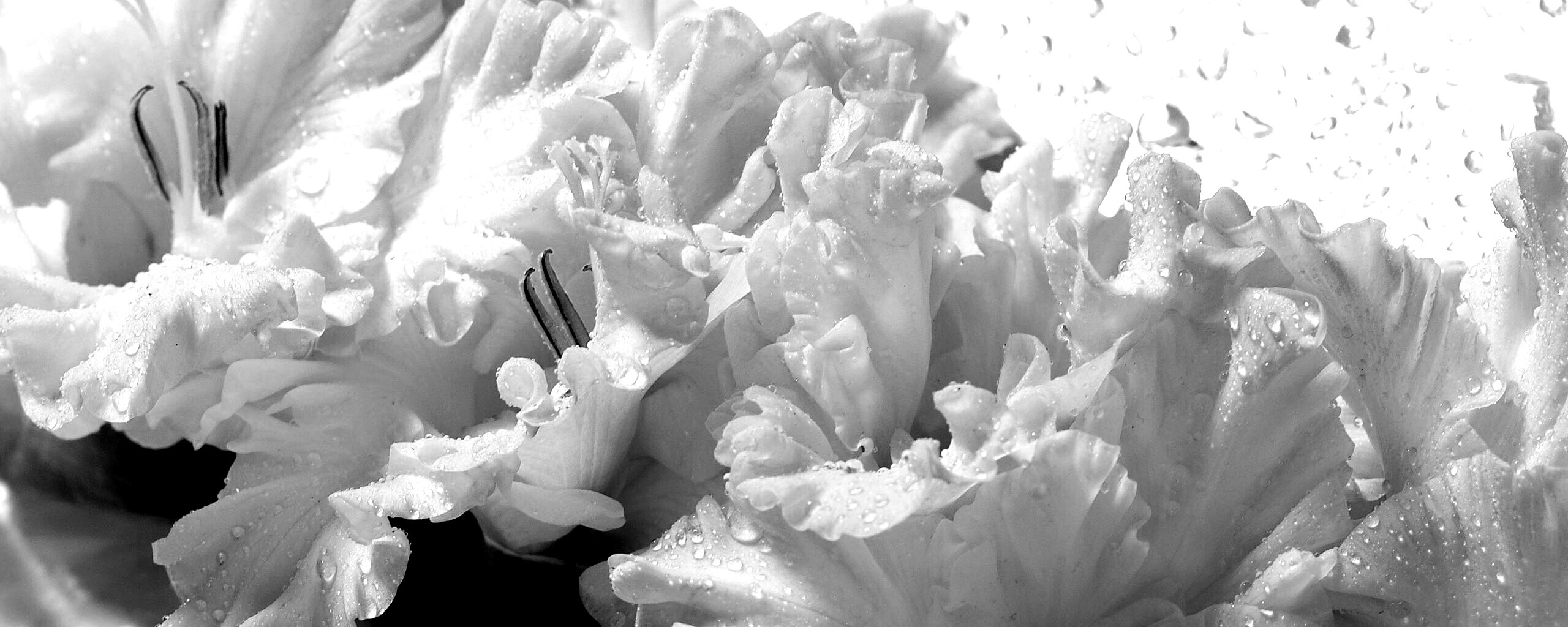 Гладиолус обои