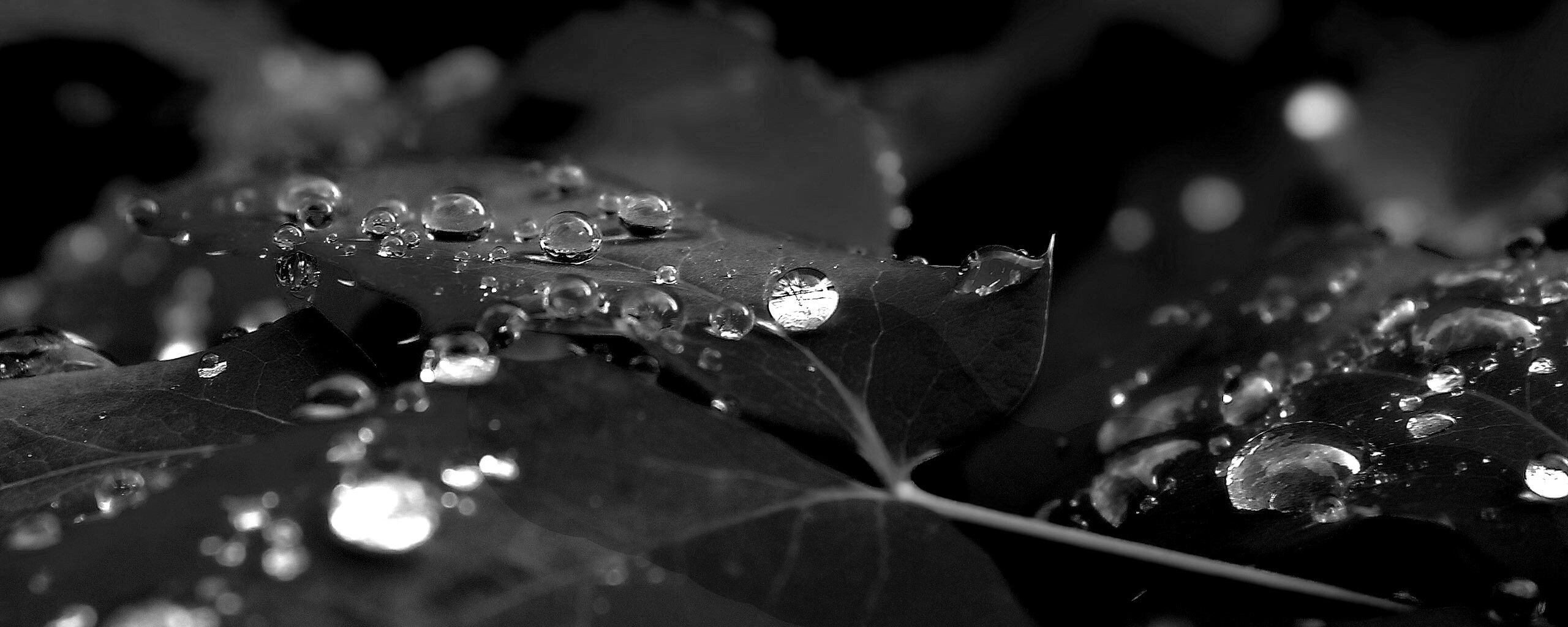 Синеватый лист обои