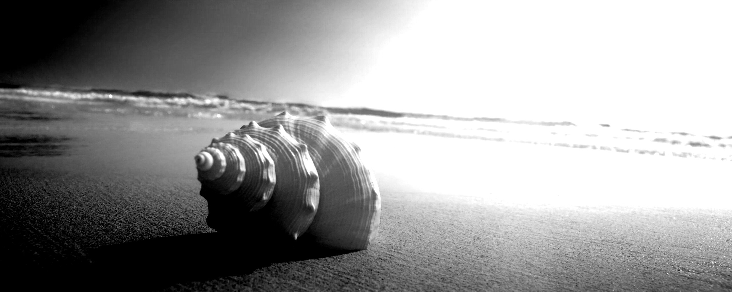 Золотистая ракушка обои