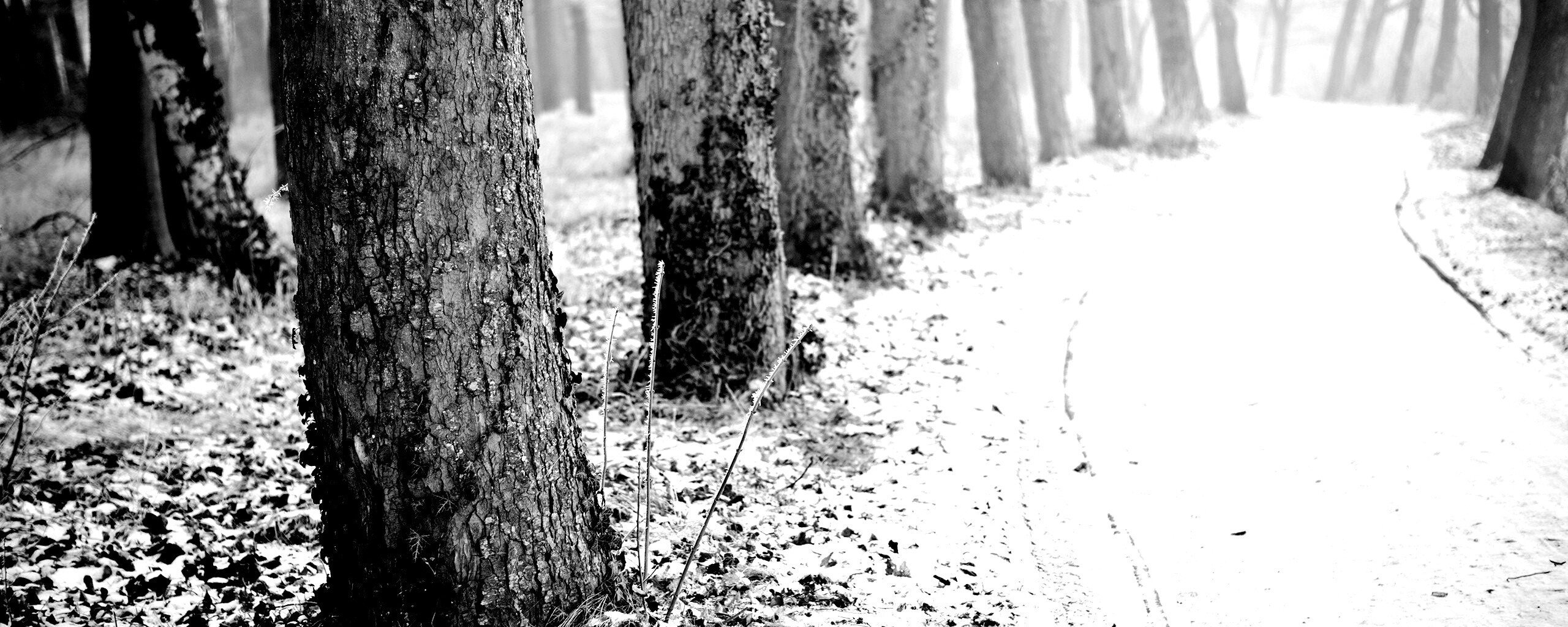 Дорога в зимнем лесу обои