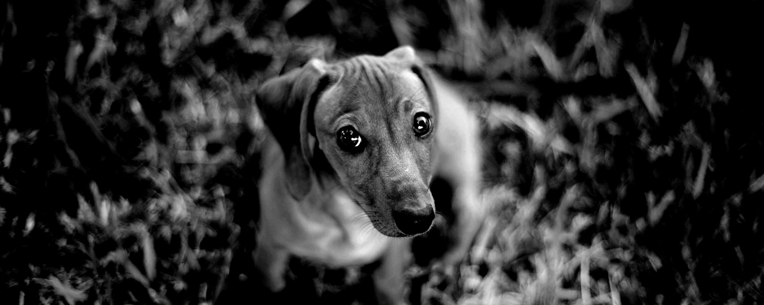 Маленькая милая такса обои