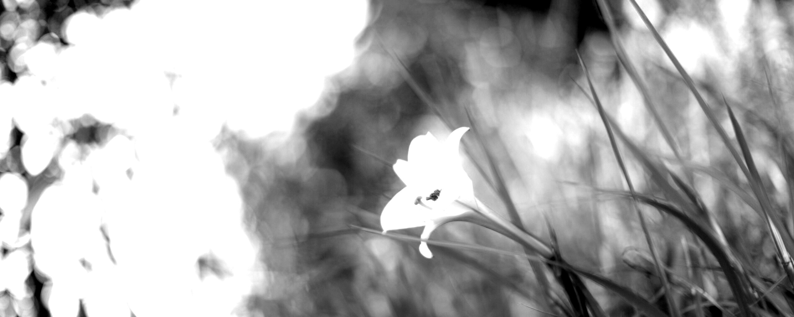 Цветок затерявшийся в траве обои