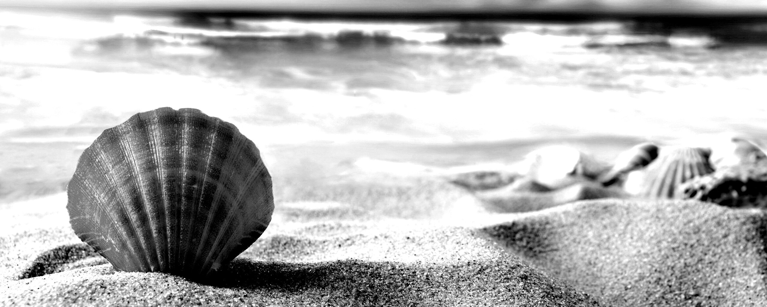 Раковина на летнем бережке обои