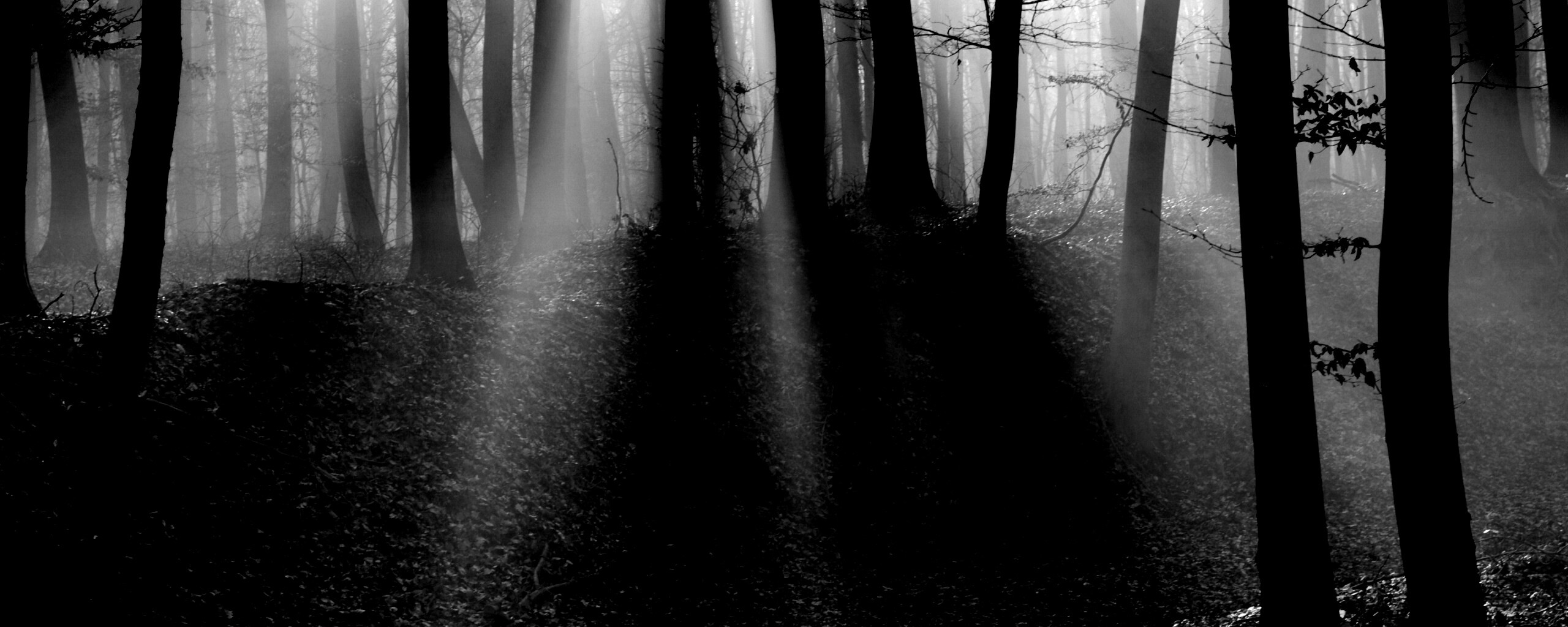 Мистические лес обои