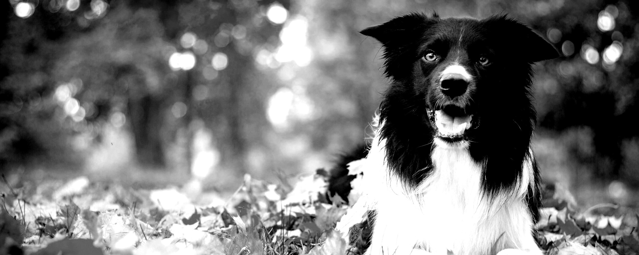 Пес среди листвы обои