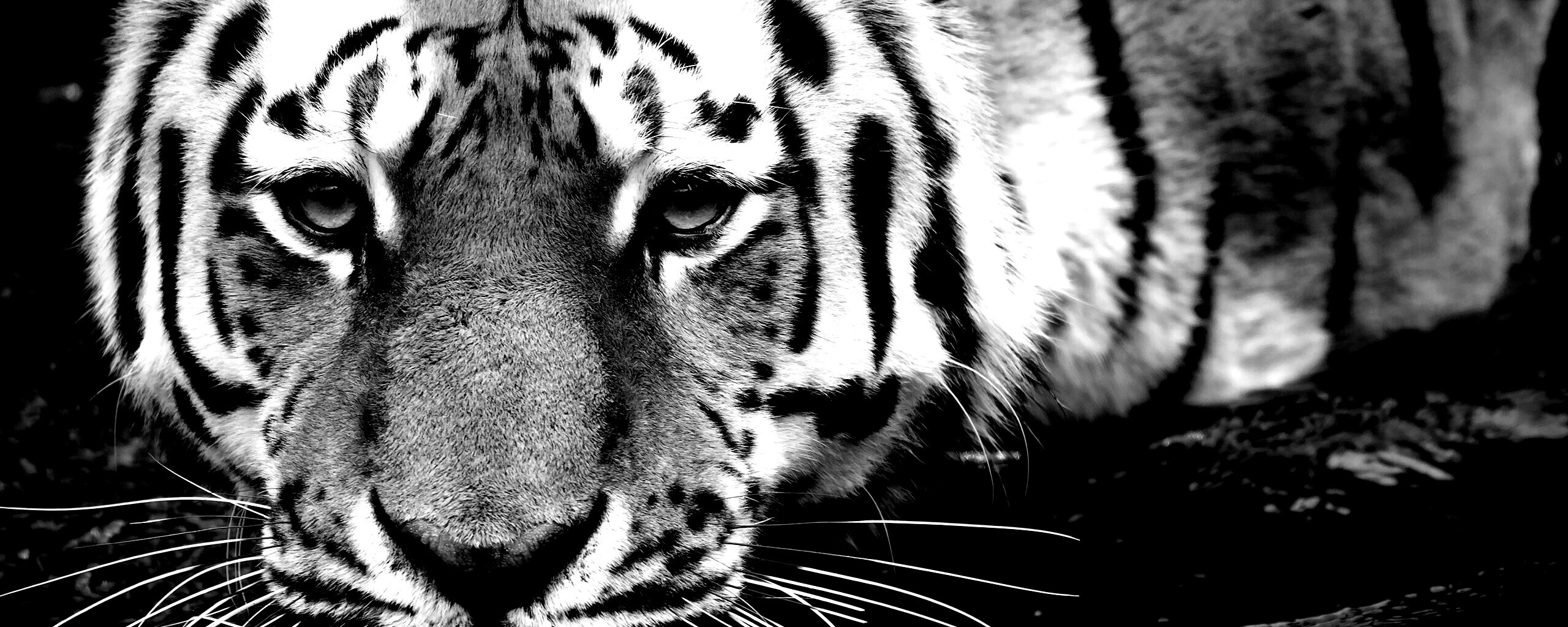 Купание тигра обои