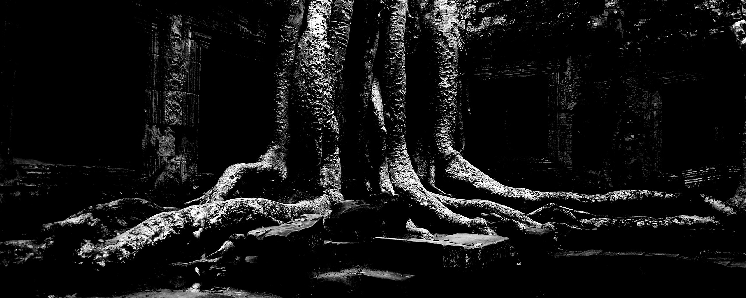 Мощные корни обои