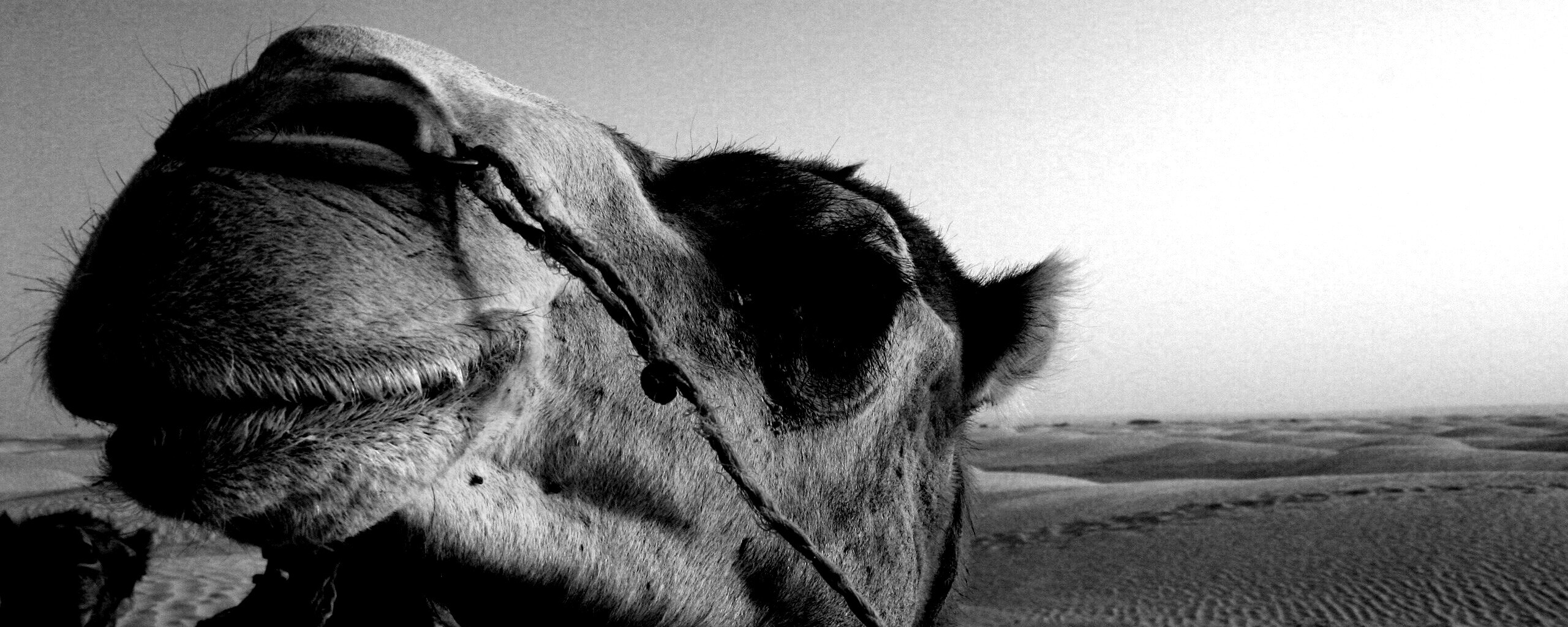 Верблюд обои