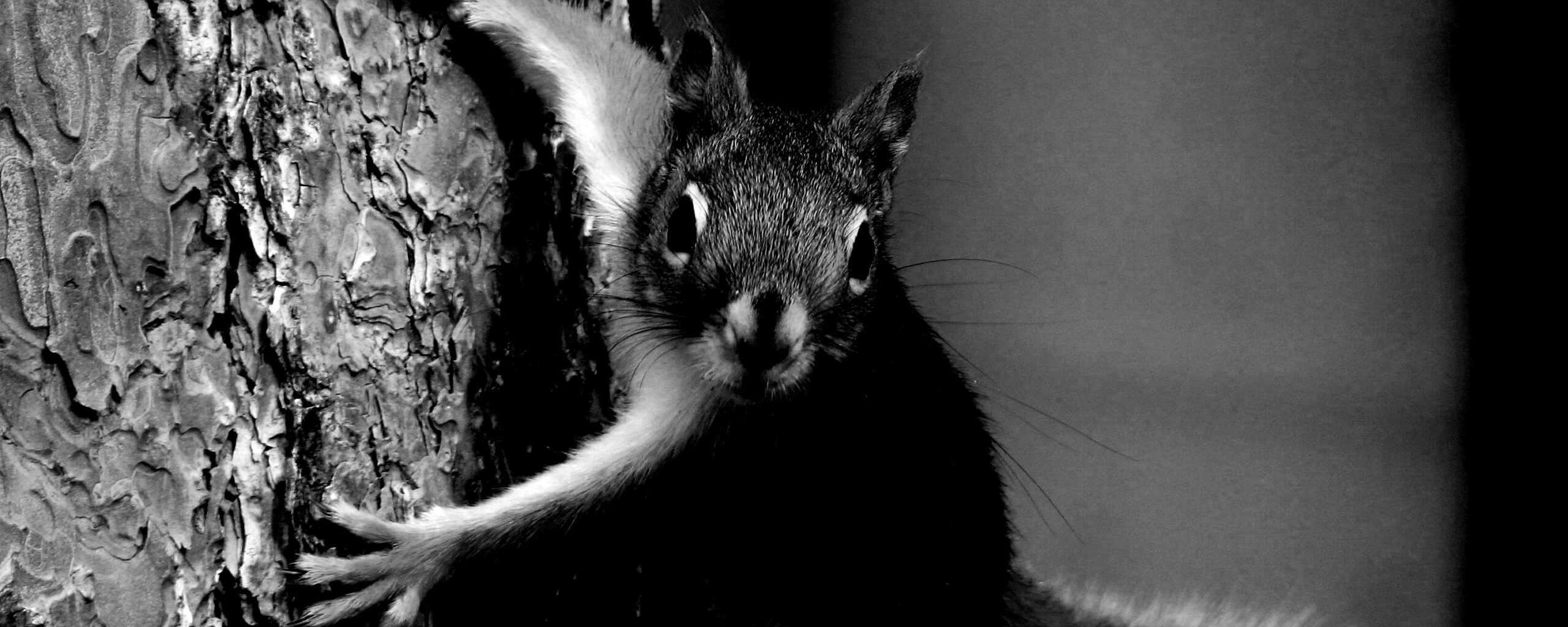 Белка на дереве обои