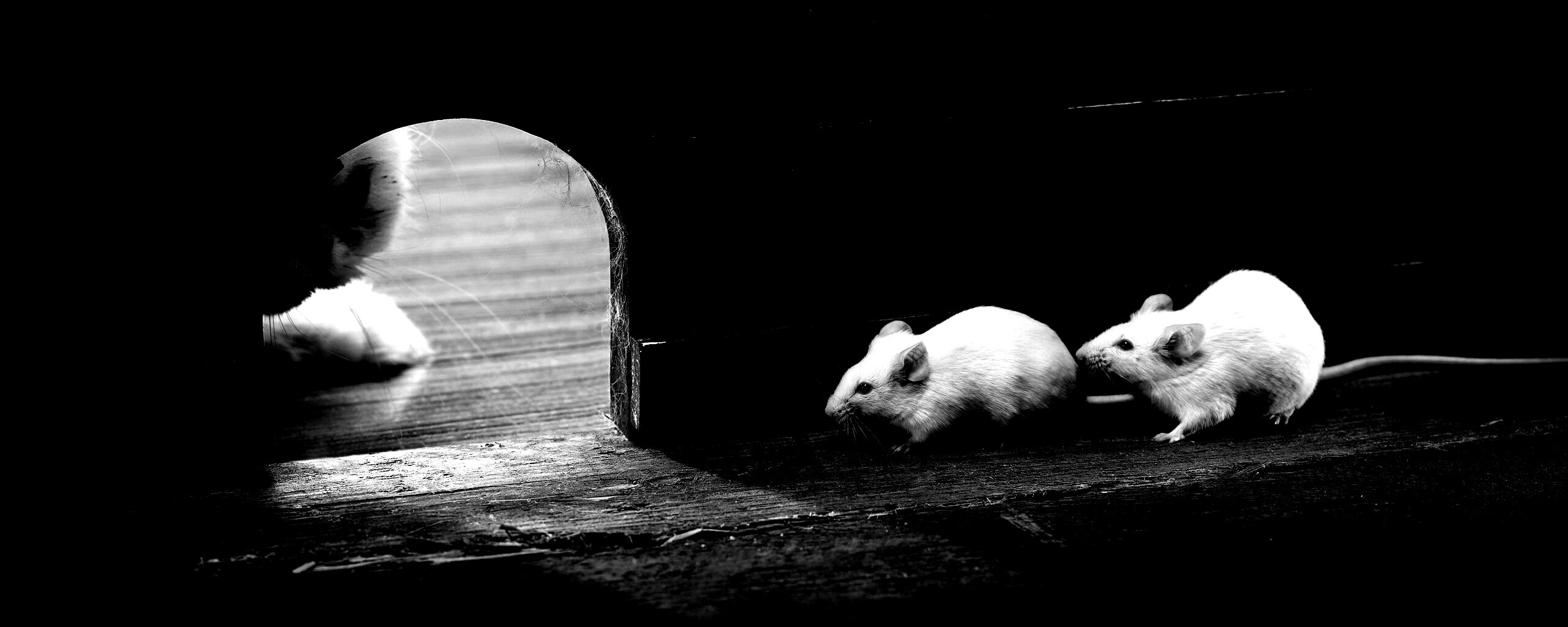 Кошки - мышки обои