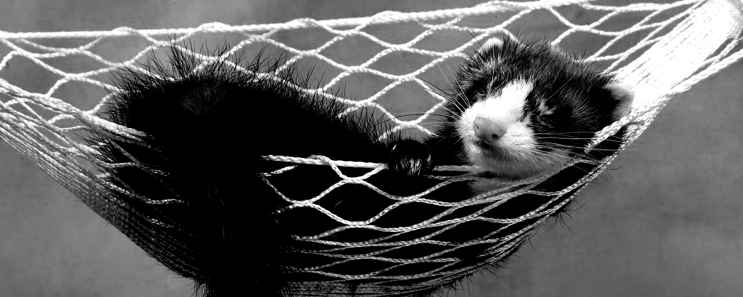 Хорек в гамаке обои