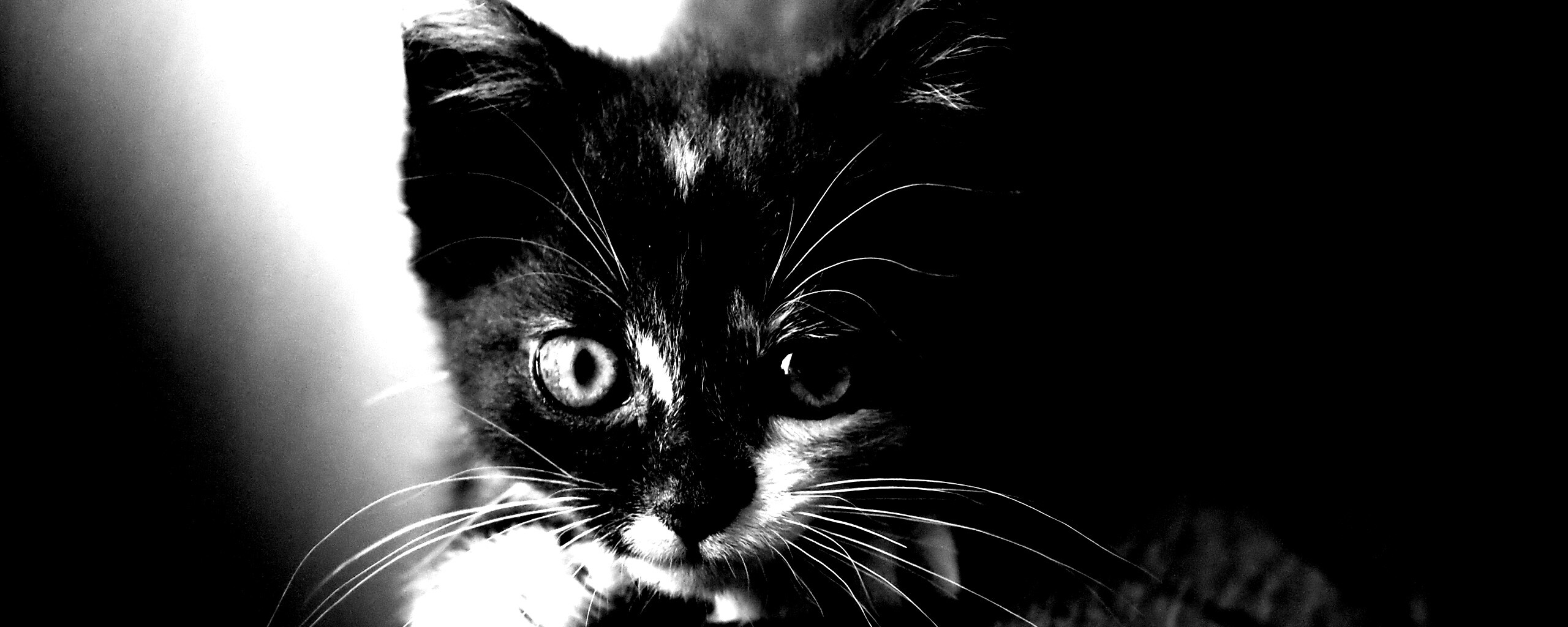 Котёнок обои