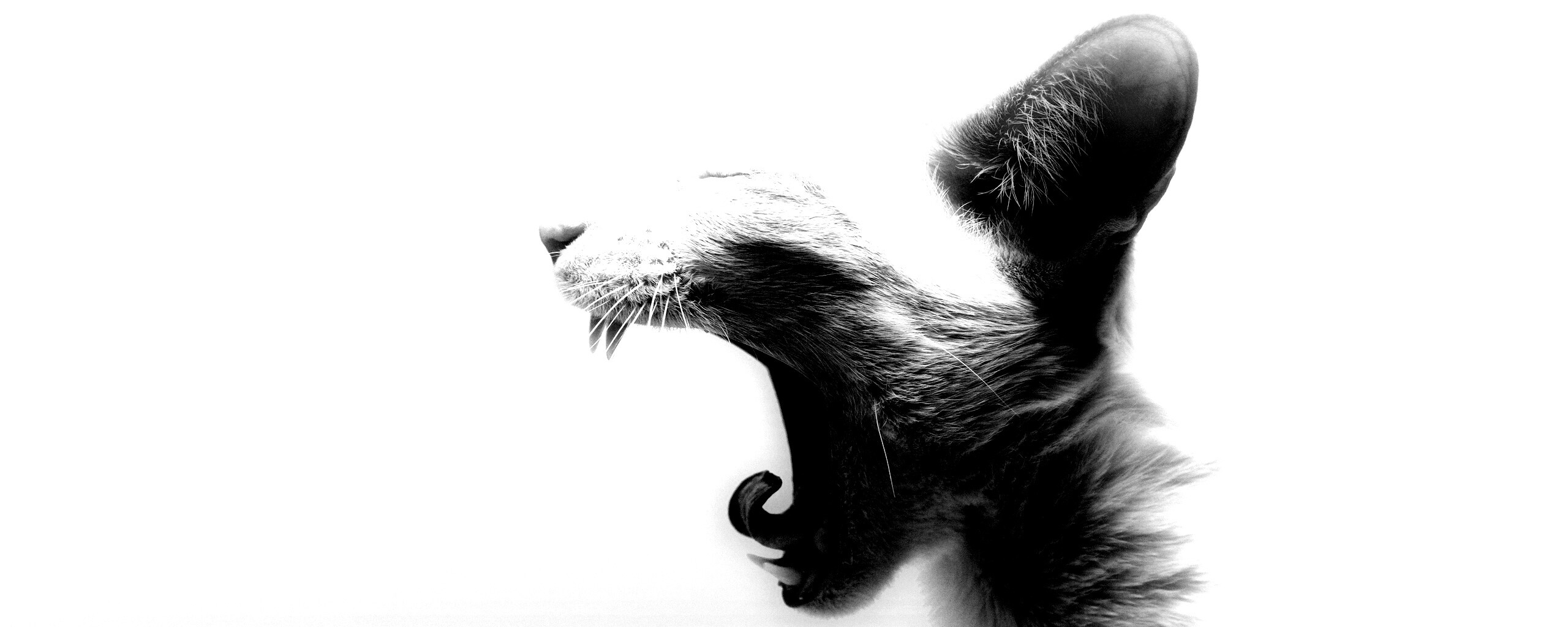 Кошака-зевака обои