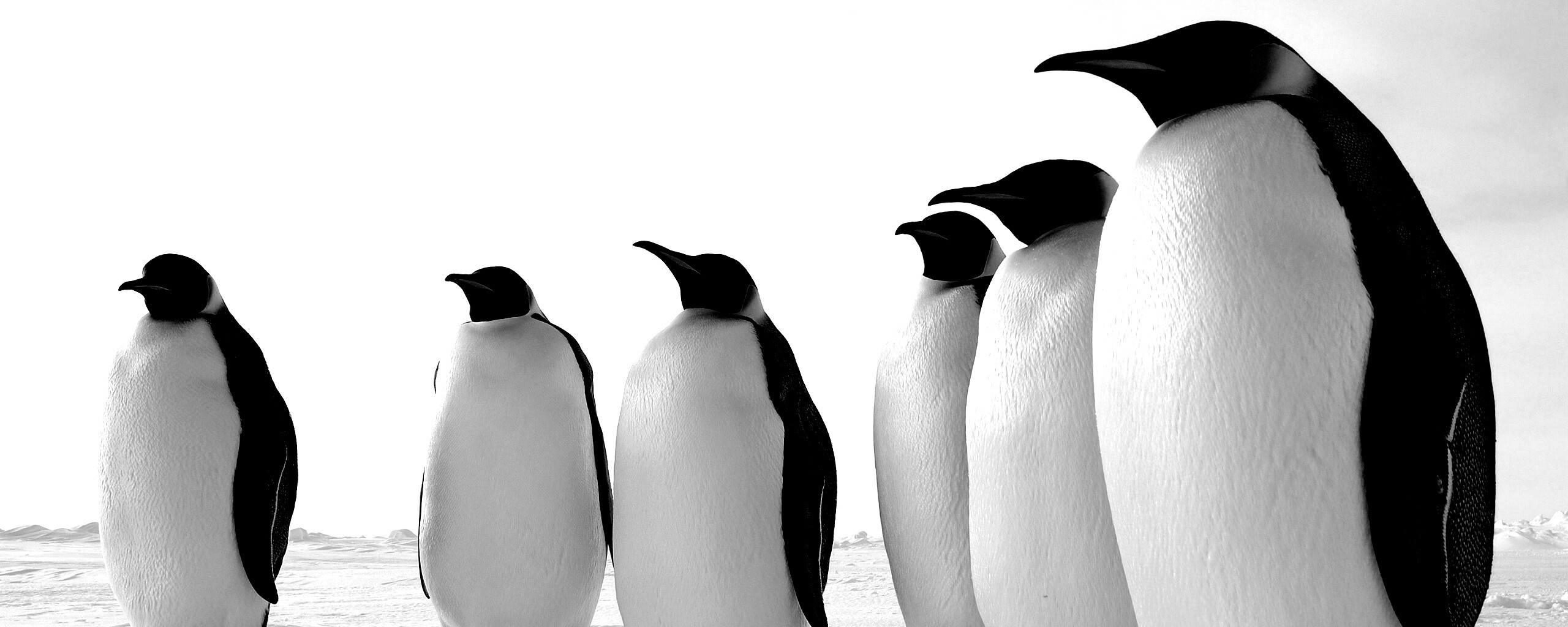 Слет пингвинов обои