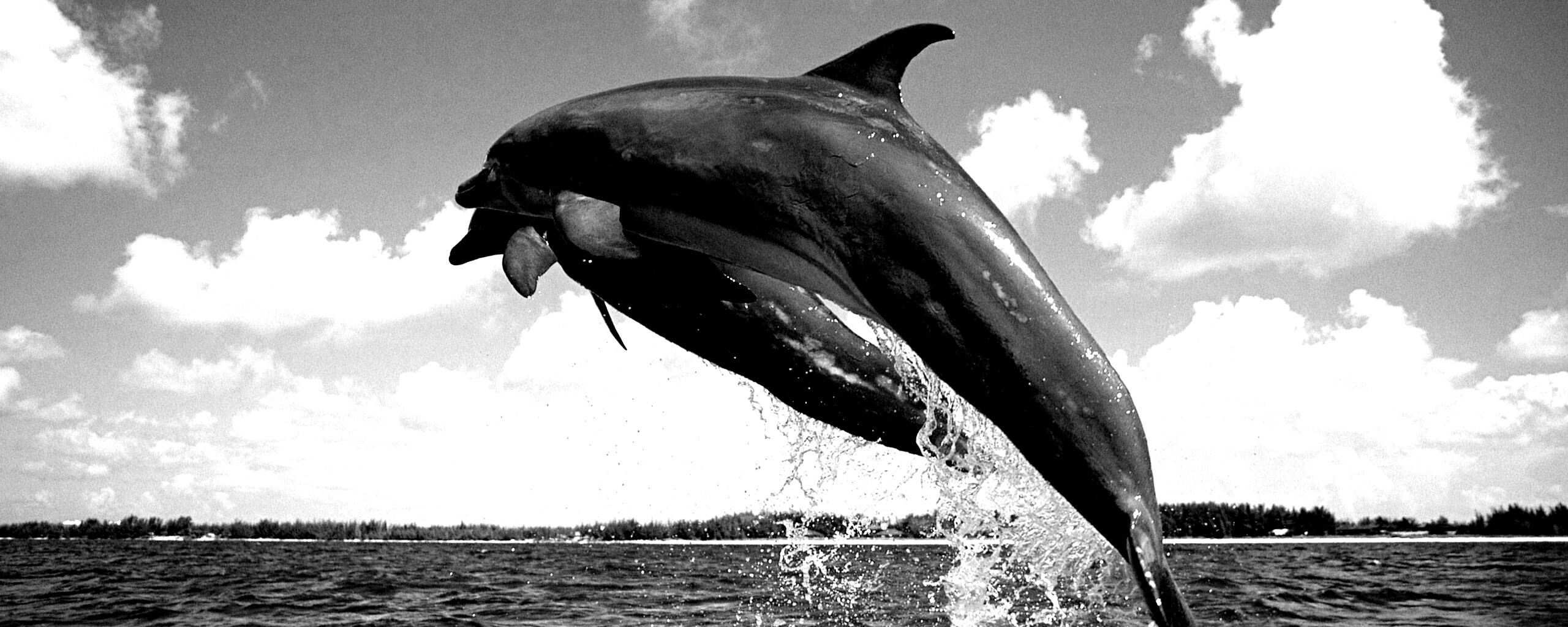 Дельфины обои