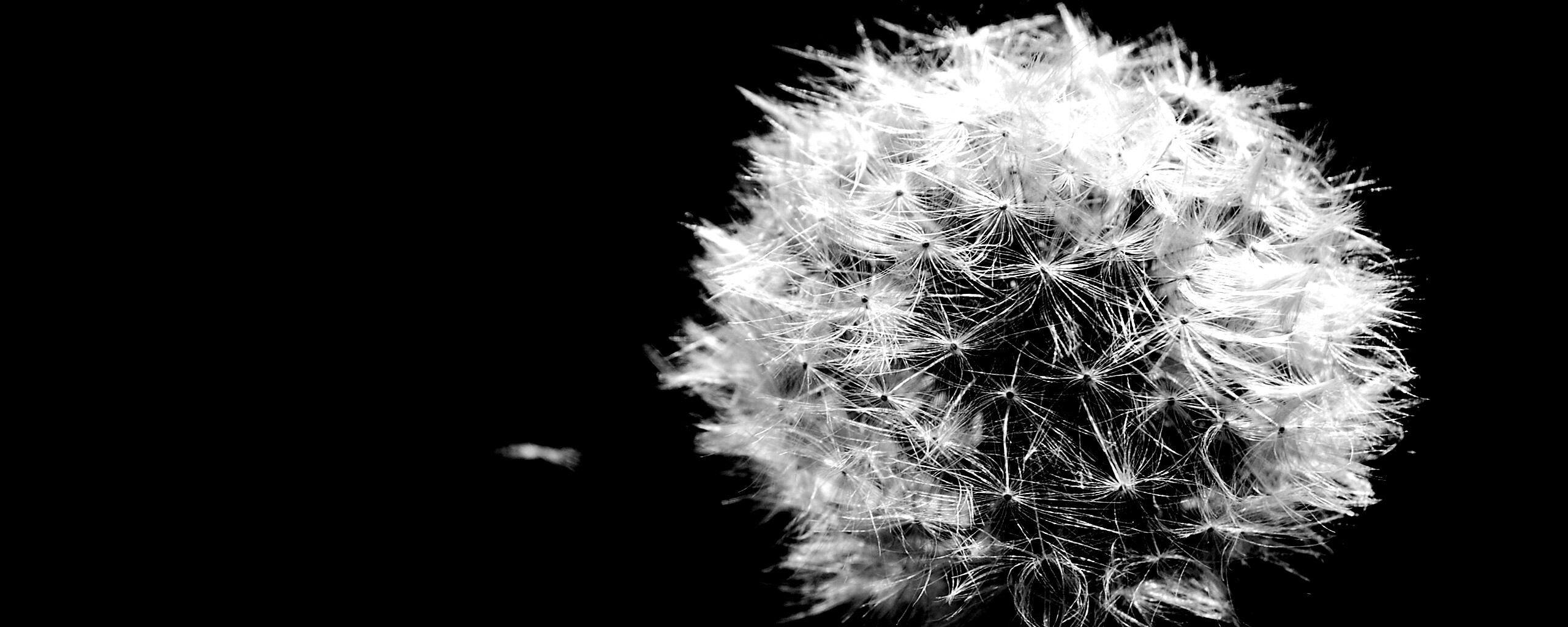 Одуванчик обои