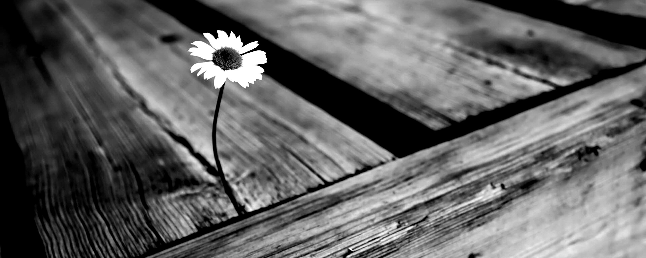 Жизнь среди смерти обои