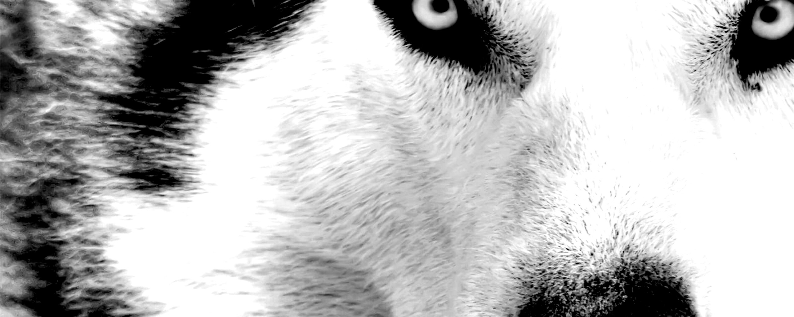 Сибирский хаски обои