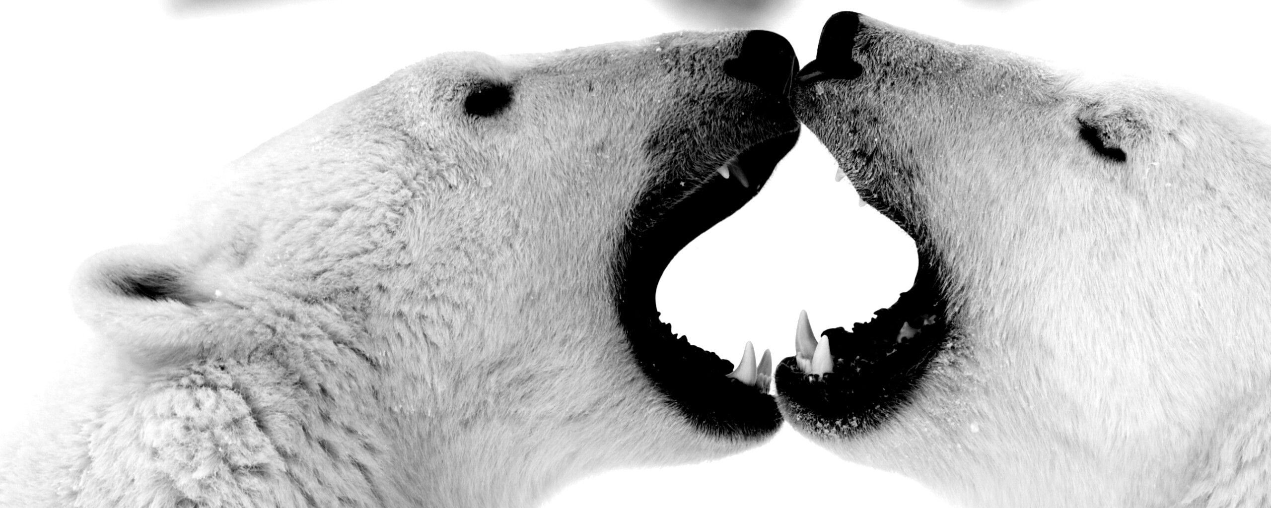 Полярные медведи обои