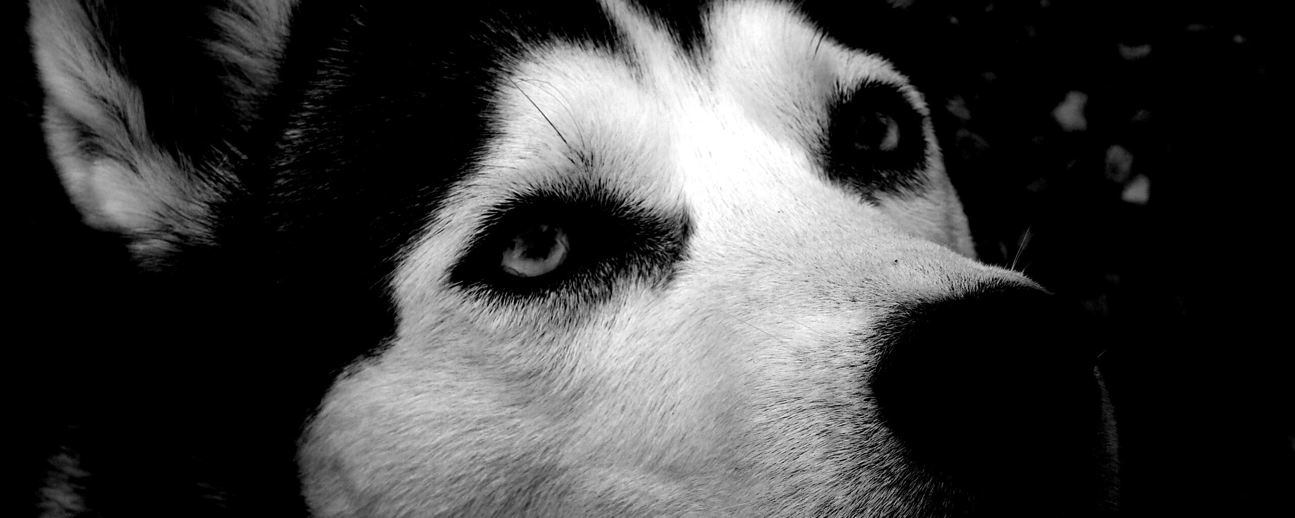 Собака хаски обои