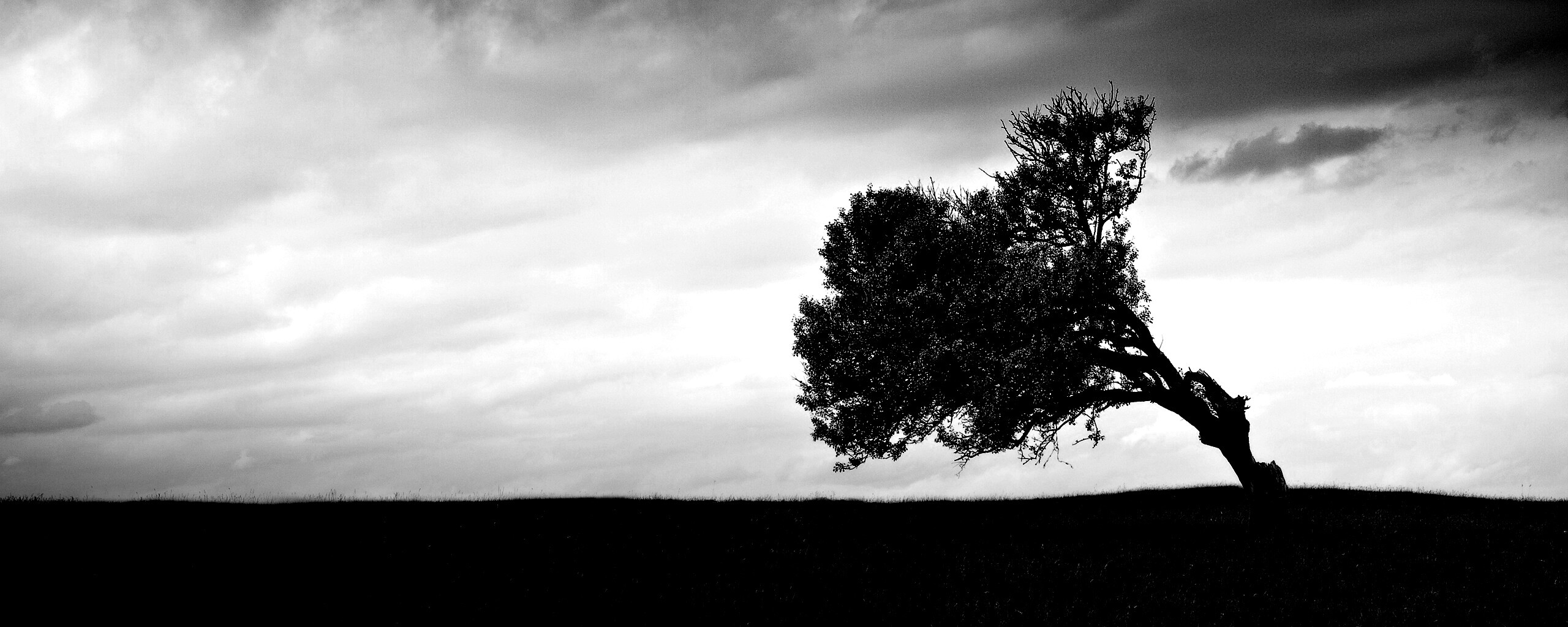 Склоненное дерево обои