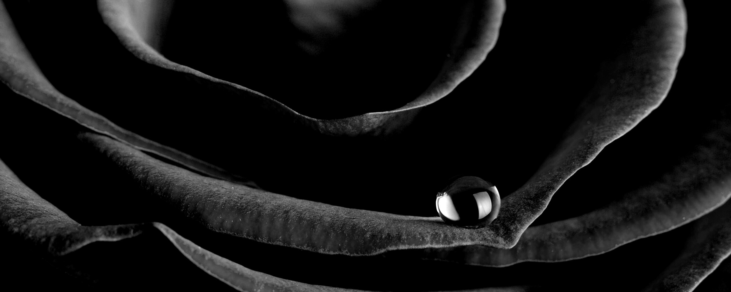 Капля воды на лепестке розы обои