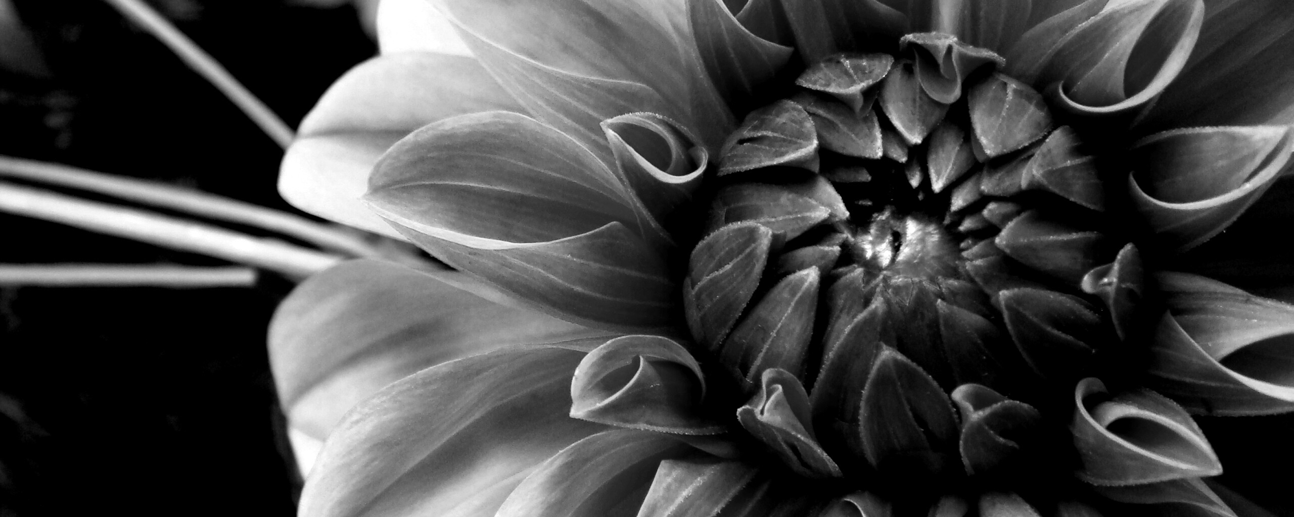 Аленький цветочек обои