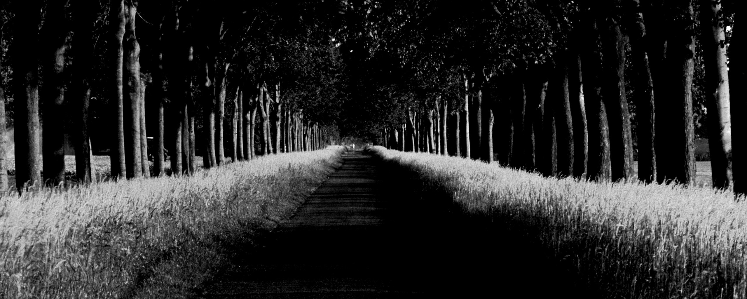 Живописная аллея обои