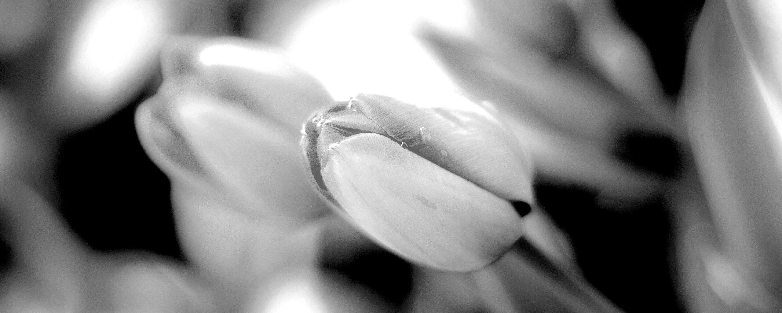 Красивый тюльпан обои