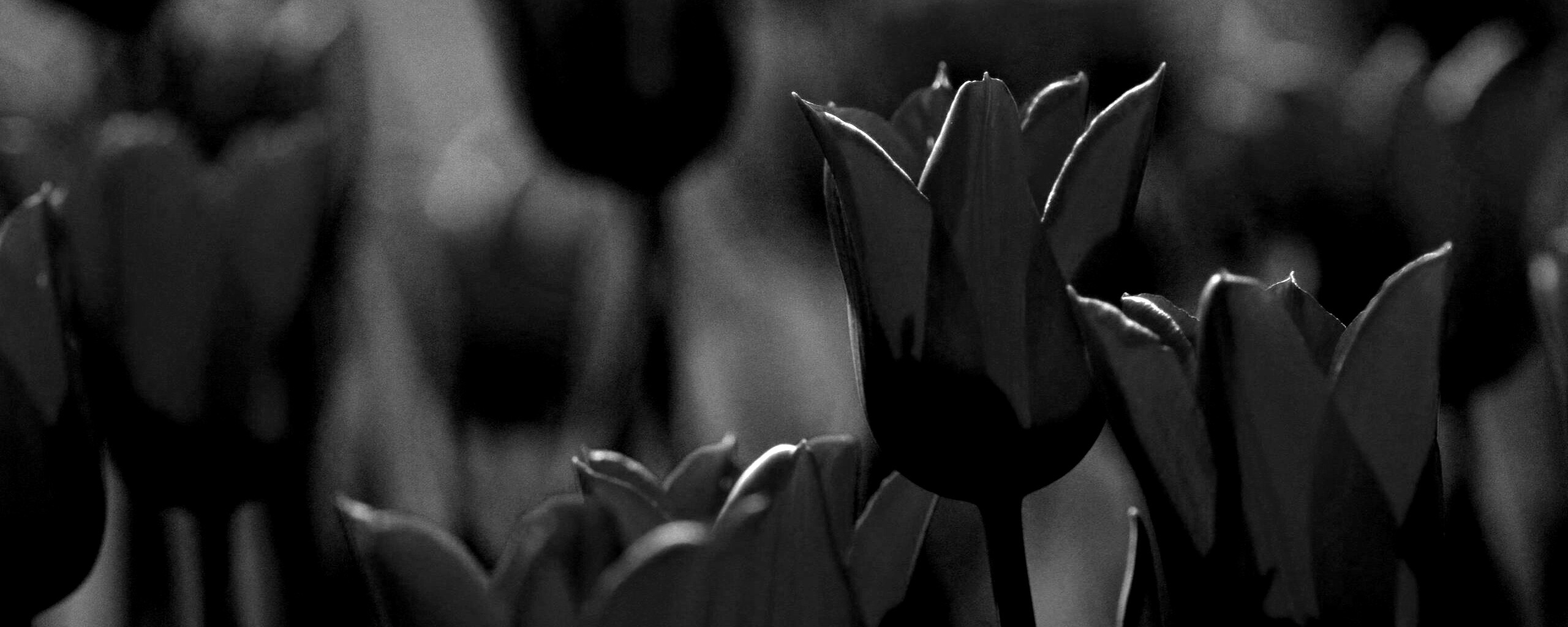 Красные цветы обои