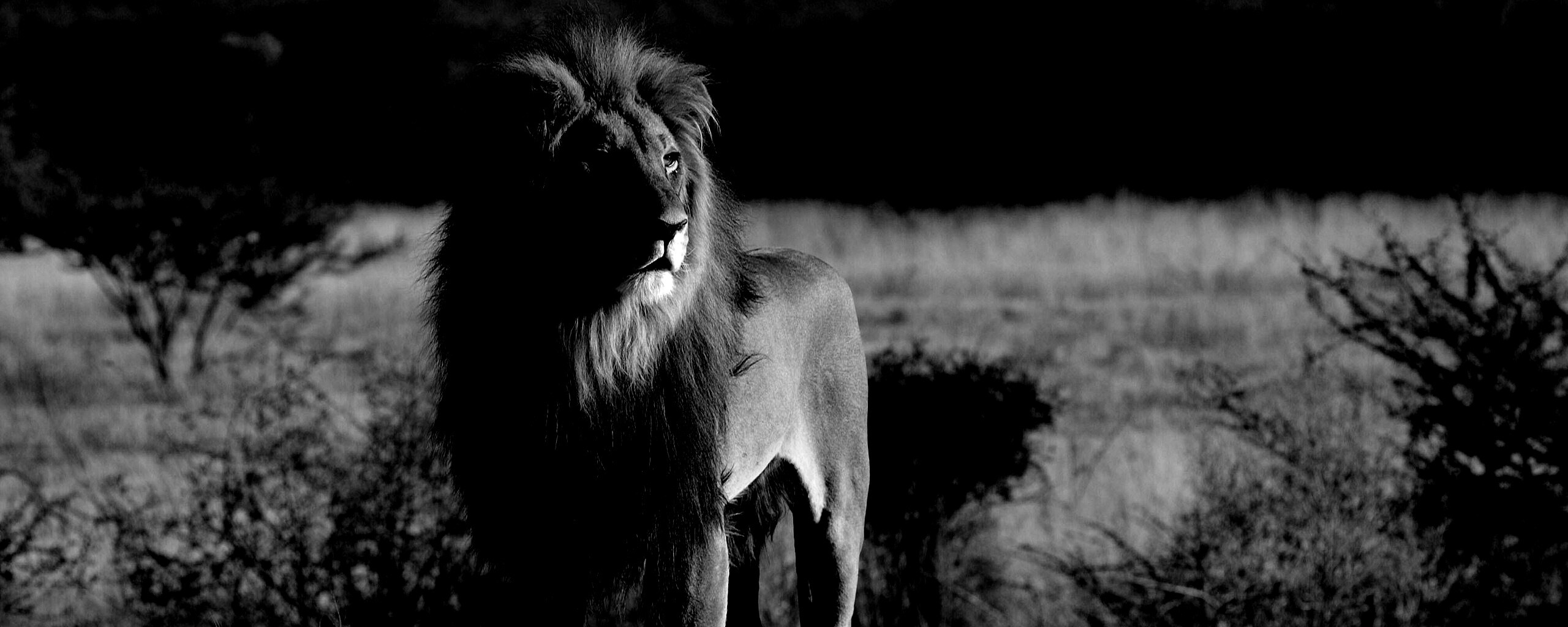 Царь зверей обои