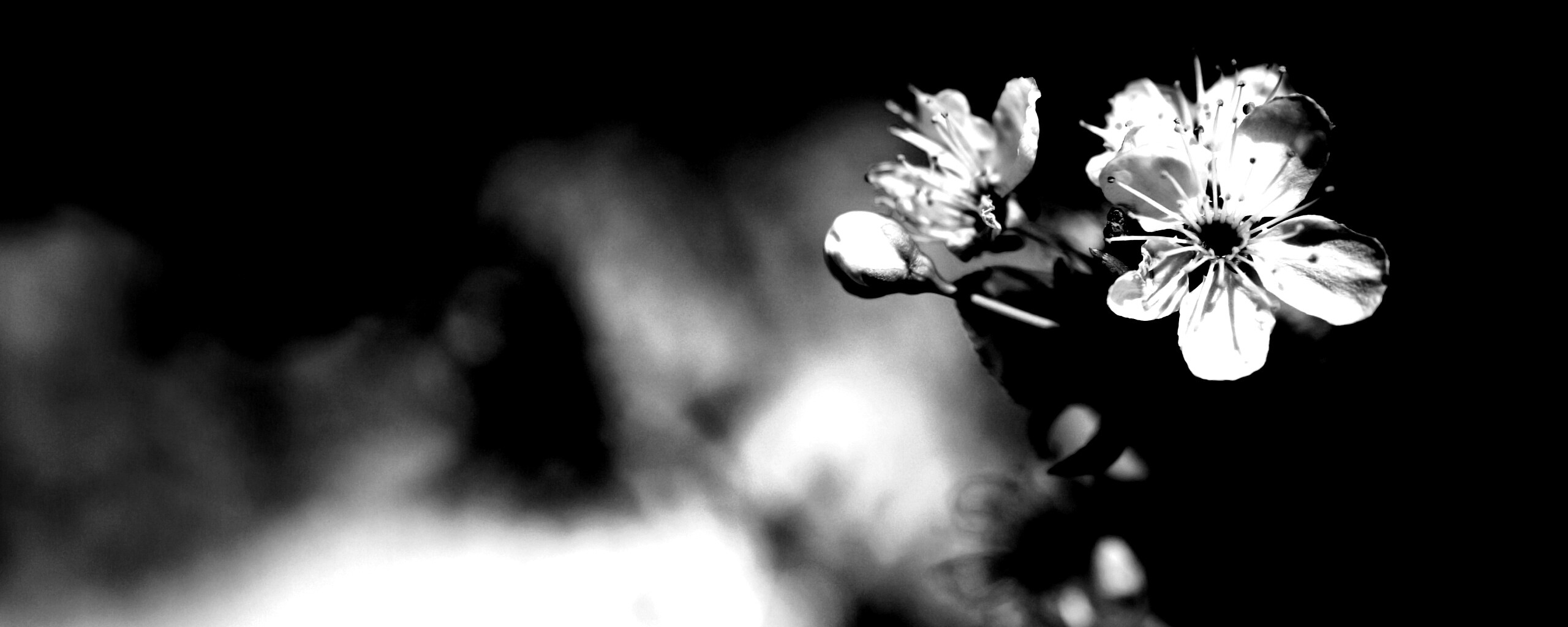 Цветок вишни обои