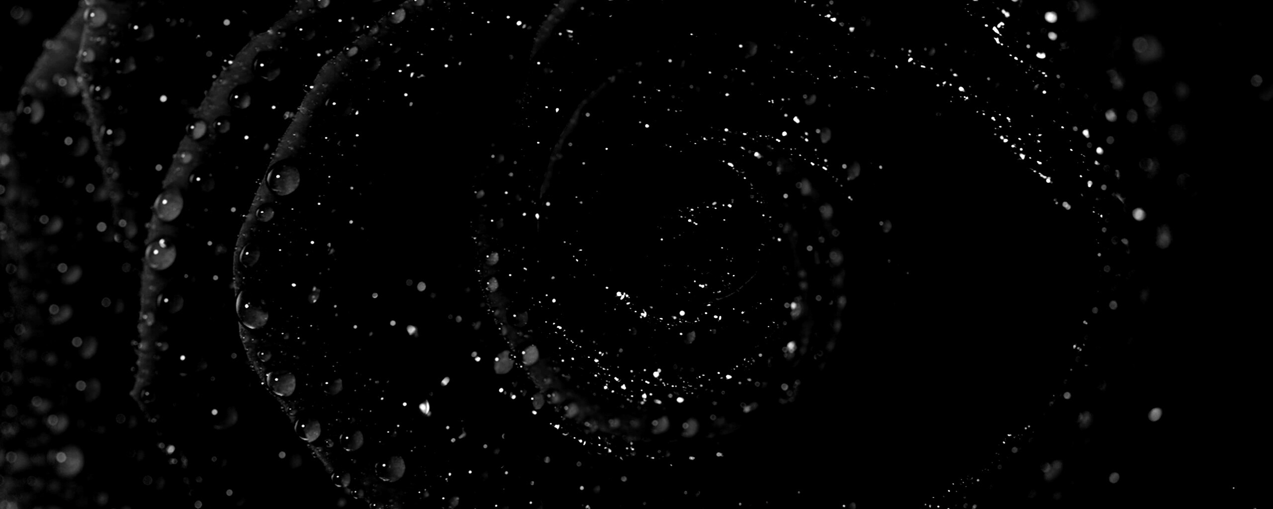 Красная роза обои