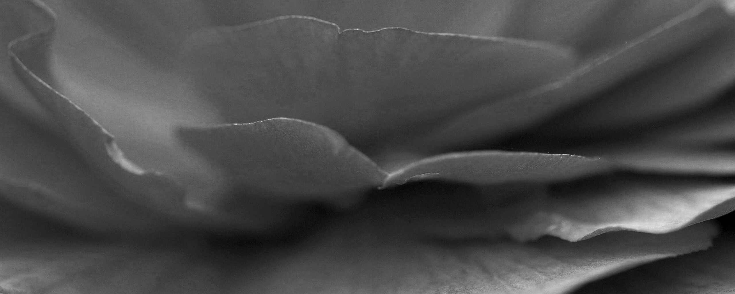 Лепестки красного цветка обои