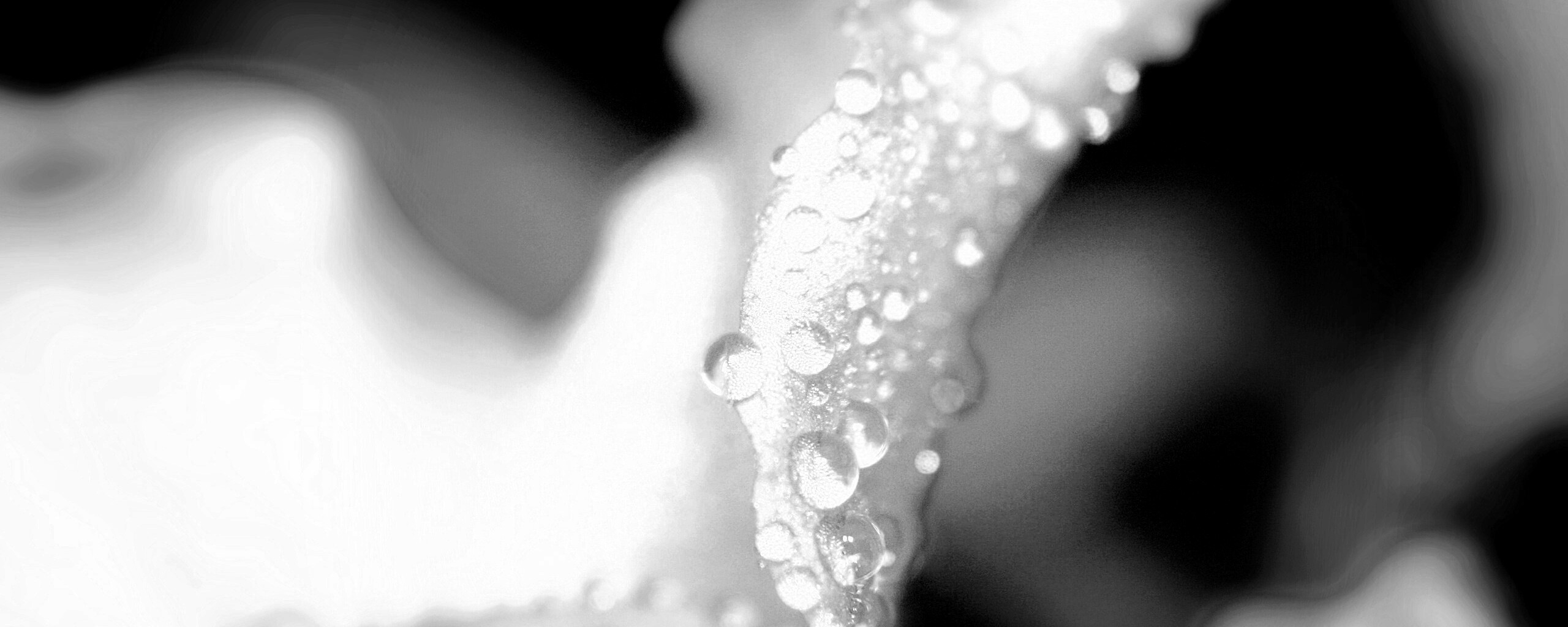 Капли росы на лепестке обои