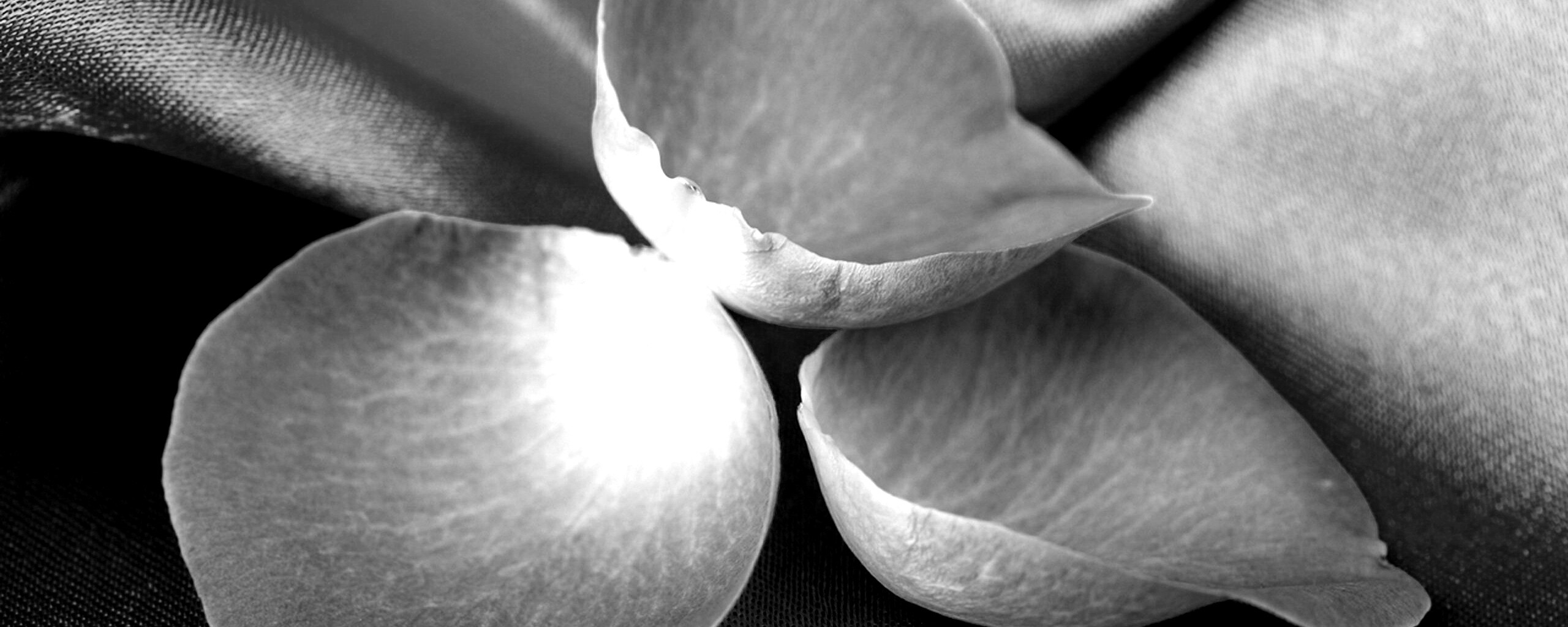 Лепестки розы на голубой ткани обои