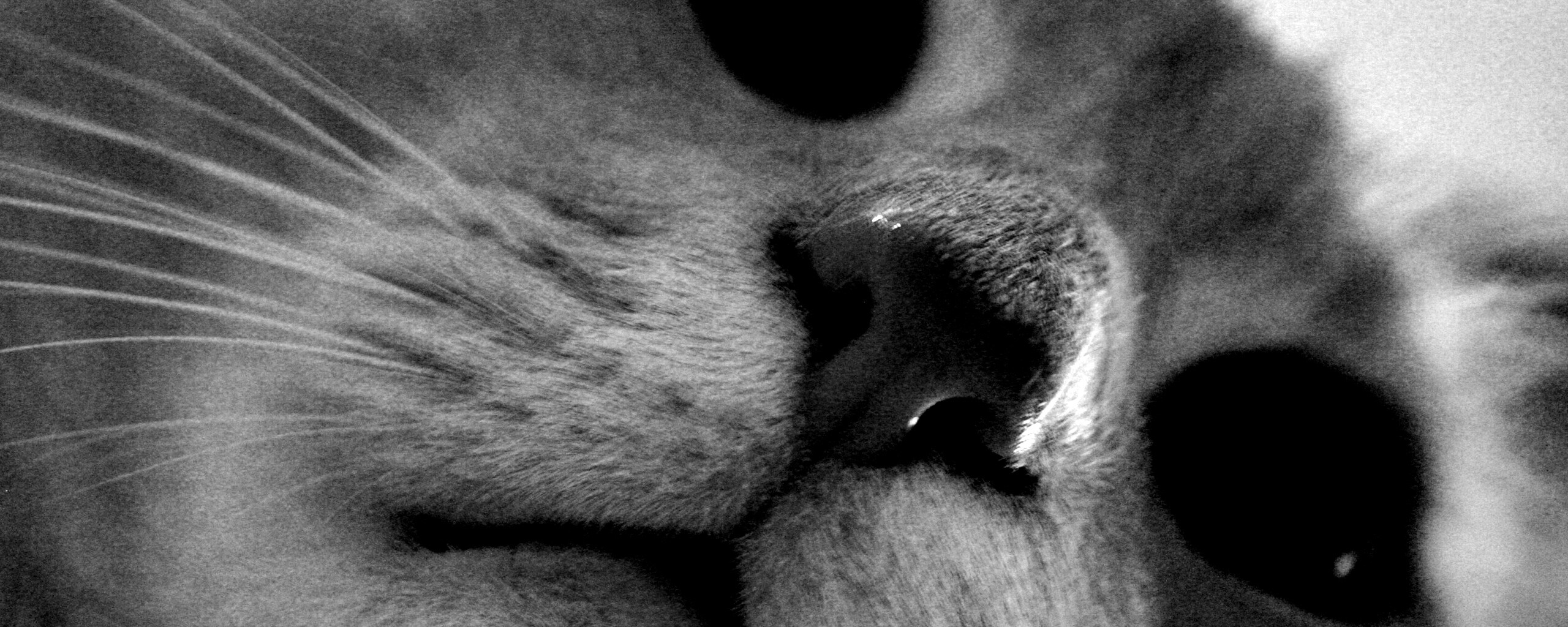 Носопырка обои