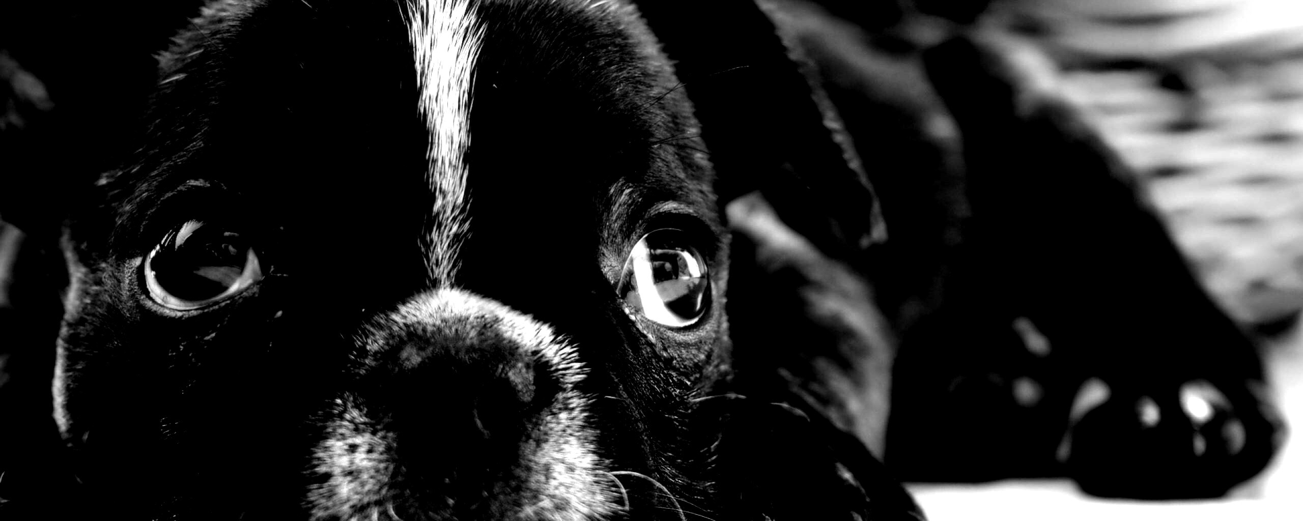 Грустный пёсик обои