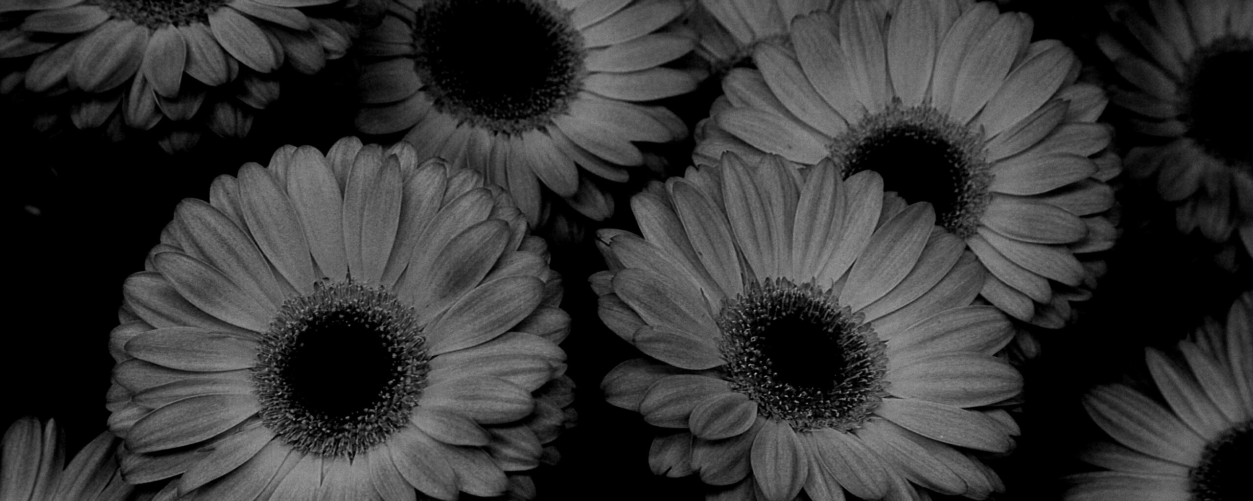 Желтые герберы обои