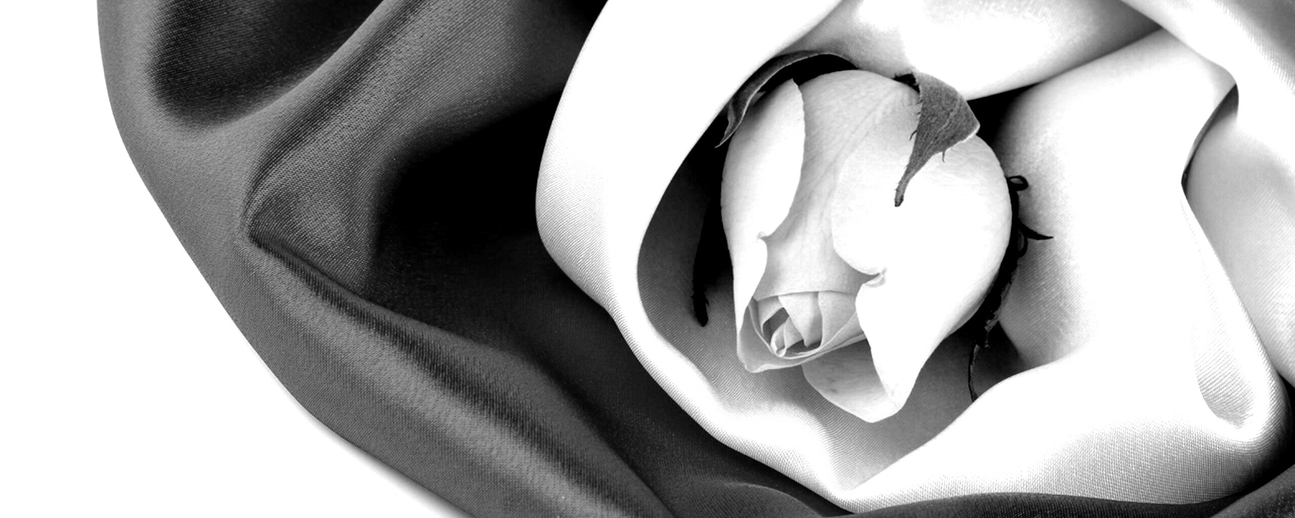 Нераспустившийся цветок розы в шелке обои