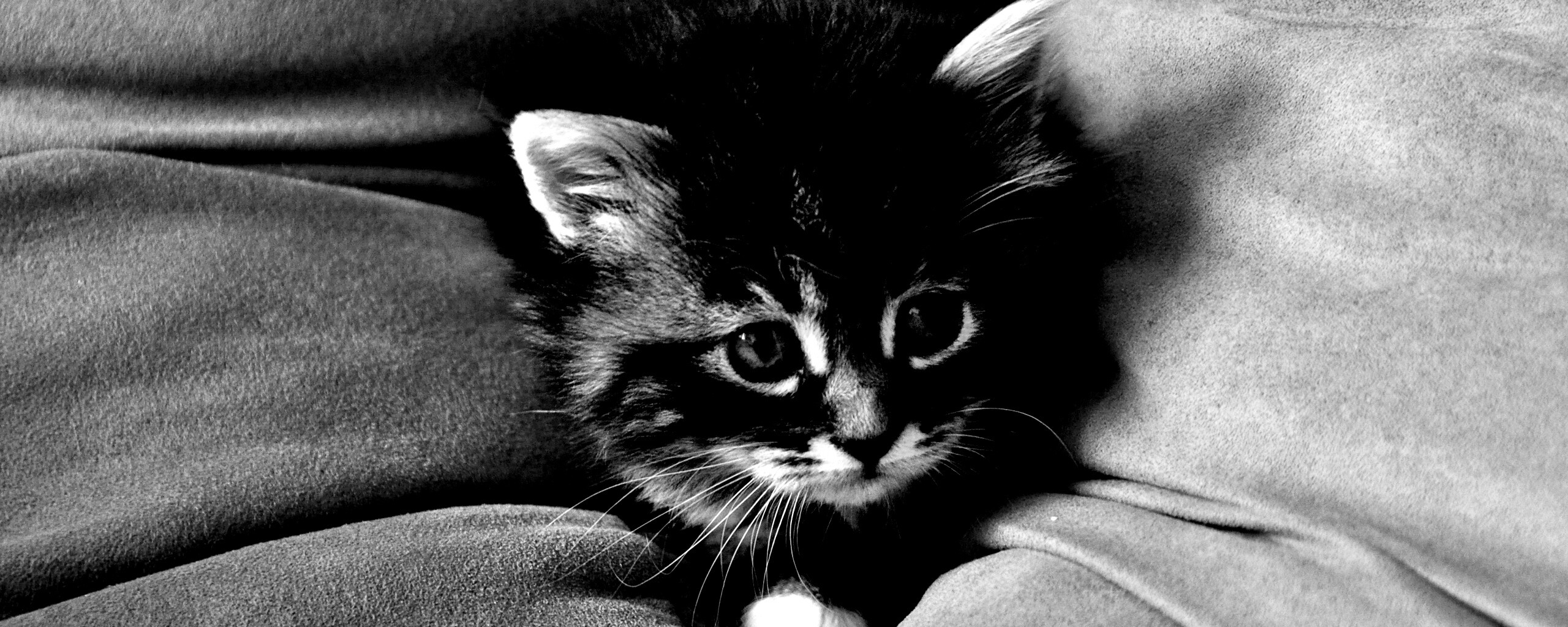 Котенок в подушках обои