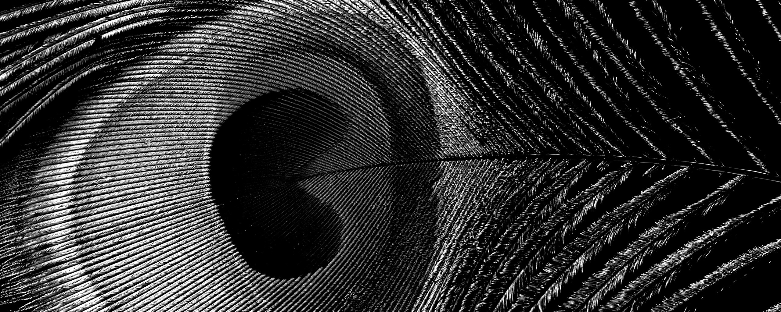 Перо павлина обои