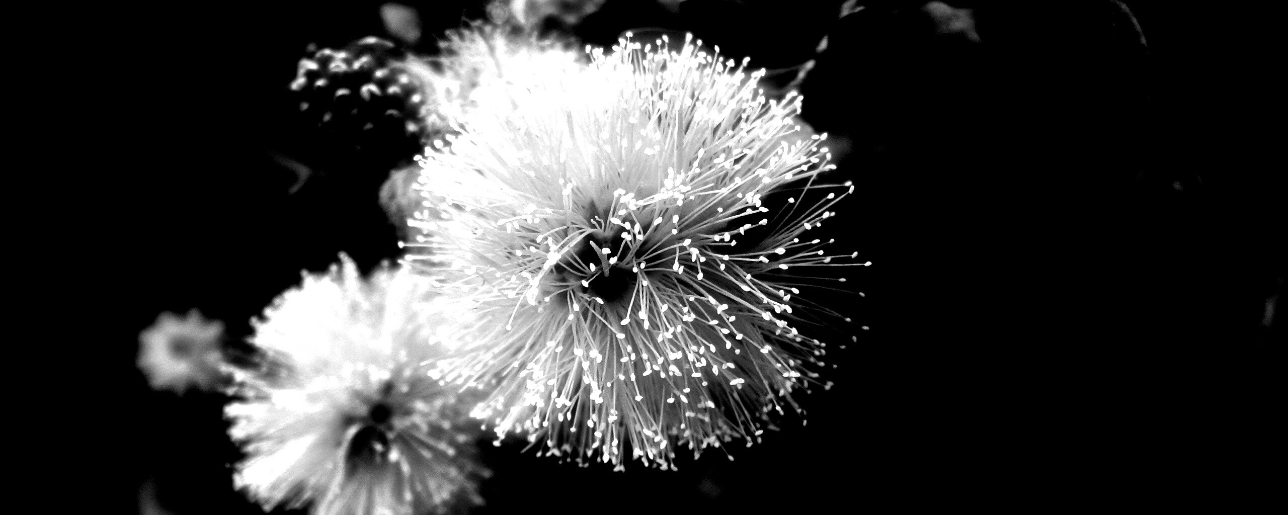 Сказочный цветок обои