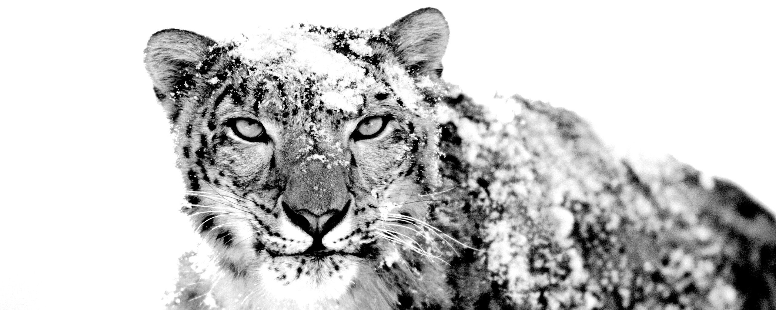 Снежный леопард обои