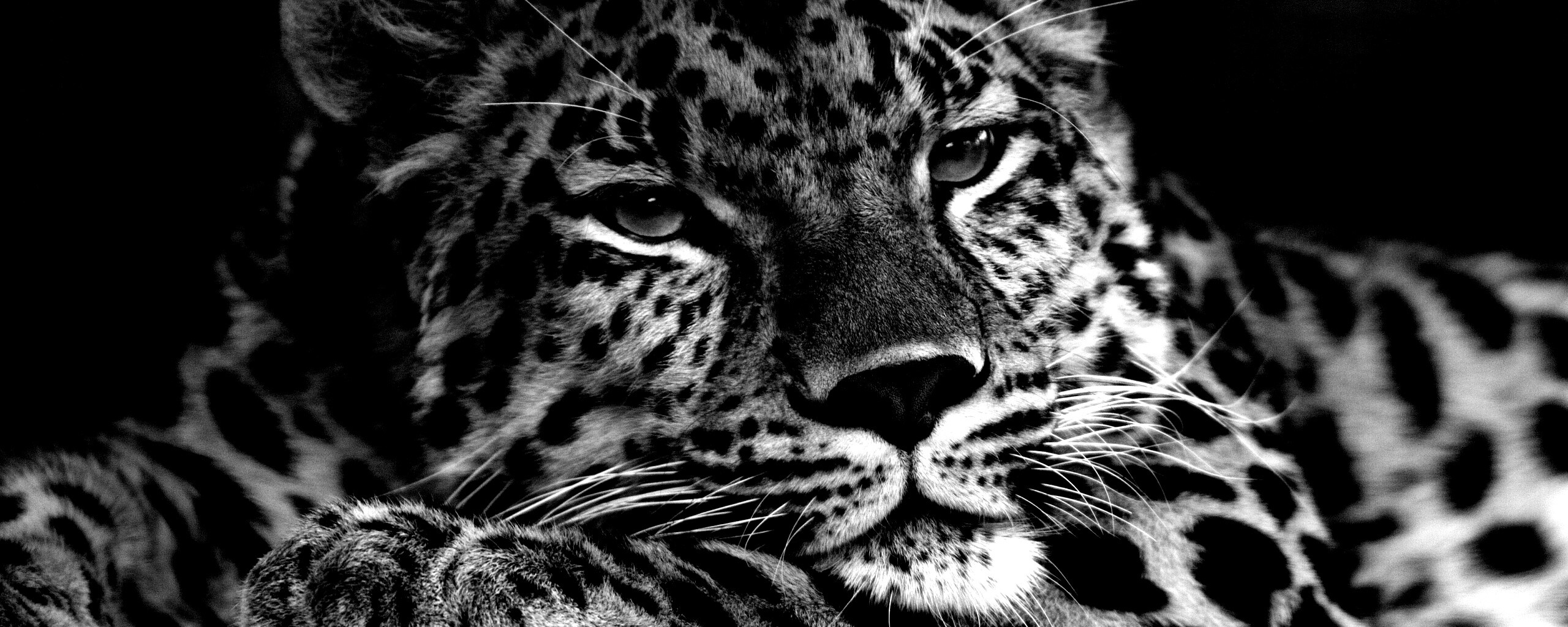 Злопасный ягуляр обои