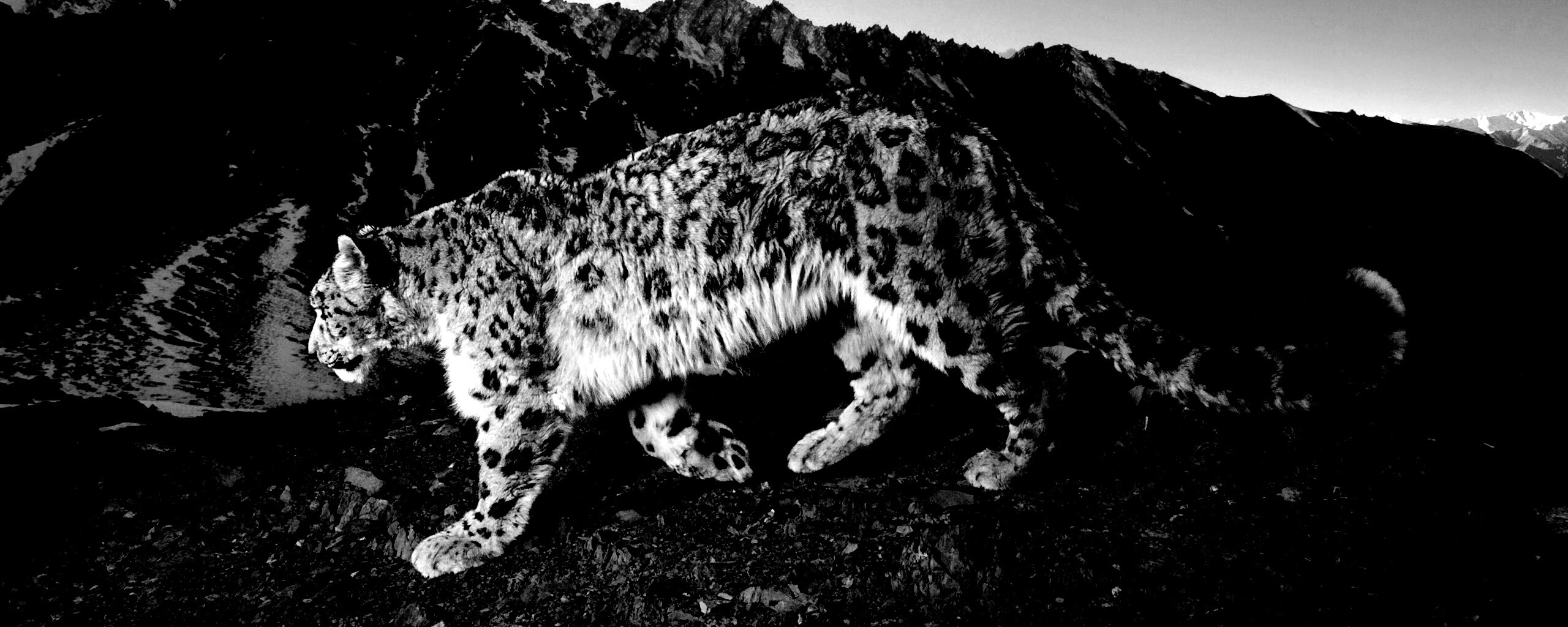 Леопард обои