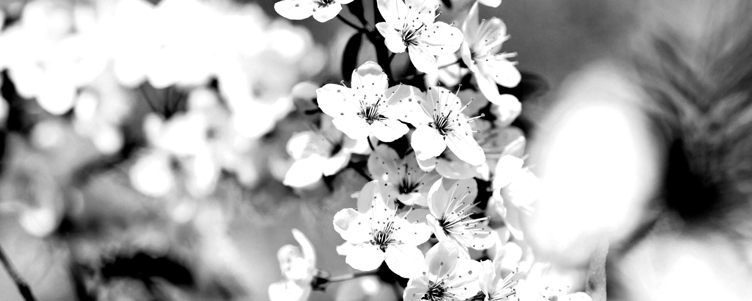 Цветение вишни обои